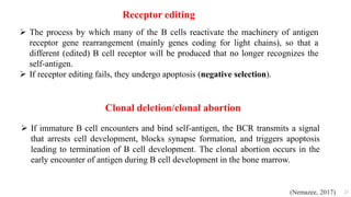 23
 The process by which many of the B cells reactivate the machinery of antigen
receptor gene rearrangement (mainly genes coding for light chains), so that a
different (edited) B cell receptor will be produced that no longer recognizes the
self-antigen.
 If receptor editing fails, they undergo apoptosis (negative selection).
Receptor editing
 If immature B cell encounters and bind self-antigen, the BCR transmits a signal
that arrests cell development, blocks synapse formation, and triggers apoptosis
leading to termination of B cell development. The clonal abortion occurs in the
early encounter of antigen during B cell development in the bone marrow.
Clonal deletion/clonal abortion
(Nemazee, 2017)
 