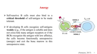 24
 Self-reactive B cells must also bind to a
critical threshold of self-antigen to be made
tolerant.
 If developing B cells recognize self-antigens
weakly (e.g., if the antigen is soluble and does
not cross-link many antigen receptors or if the
BCRs recognize the antigen with low affinity),
the cells become functionally unresponsive
(anergic) and exit the bone marrow in this
unresponsive state.
SIGNAL 1
SIGNAL 3
IL-4
SIGNAL 2
Anergy
(Nemazee, 2017)
 