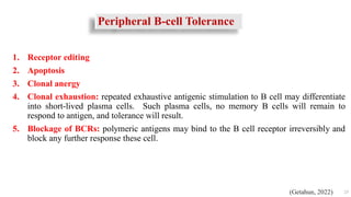 25
1. Receptor editing
2. Apoptosis
3. Clonal anergy
4. Clonal exhaustion: repeated exhaustive antigenic stimulation to B cell may differentiate
into short-lived plasma cells. Such plasma cells, no memory B cells will remain to
respond to antigen, and tolerance will result.
5. Blockage of BCRs: polymeric antigens may bind to the B cell receptor irreversibly and
block any further response these cell.
Peripheral B-cell Tolerance
(Getahun, 2022)
 