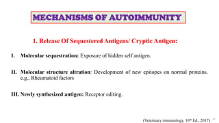 1. Release Of Sequestered Antigens/ Cryptic Antigen:
I. Molecular sequestration: Exposure of hidden self antigen.
II. Molecular structure altration: Development of new epitopes on normal proteins.
e.g., Rheumatoid factors
III. Newly synthesized antigen: Receptor editing.
30
MECHANISMS OF AUTOIMMUNITY
(Veterinary immunology, 10th Ed., 2017)
 