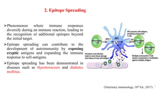 2. Epitope Spreading
Phenomenon where immune responses
diversify during an immune reaction, leading to
the recognition of additional epitopes beyond
the initial target.
Epitope spreading can contribute to the
development of autoimmunity by exposing
cryptic antigens and expanding the immune
response to self-antigens.
Epitope spreading has been demonstrated in
diseases such as thyrotoxicosis and diabetes
mellitus.
31
(Veterinary immunology, 10th Ed., 2017)
 