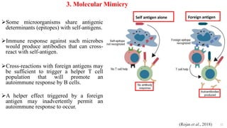 3. Molecular Mimicry
Some microorganisms share antigenic
determinants (epitopes) with self-antigens.
Immune response against such microbes
would produce antibodies that can cross-
react with self-antigen.
Cross-reactions with foreign antigens may
be sufficient to trigger a helper T cell
population that will promote an
autoimmune response by B cells.
A helper effect triggered by a foreign
antigen may inadvertently permit an
autoimmune response to occur.
32
(Rojas et al., 2018)
Self antigen alone Foreign antigen
 