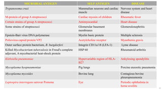 MICROBIALANTIGEN SELFANTIGEN DISEASE
Trypanosoma cruzi Mammalian neurons and cardiac
muscle
Nervous system and heart
disease
M-protein of group A streptococci Cardiac myosin of children Rheumatic fever
Certain strains of group A streptococci Antimyocardial Heart disease
Some strains of streptococci Glomerular basement
membranes
Glomerulonephritis
Epstein-Barr virus DNA polymerase Myelin basic protein Multiple sclerosis
Poliovirus capsid protein VP2 Acetylcholine receptor Myasthenia gravis
Outer surface protein bacterium, B. burgdorferi Integrin CD11a/18 (LFA-1) Lyme disease
Killed Mycobacterium tuberculosis in Freud's complete
adjuvant, A mycobacterial heat-shock protein
HSP 60 Rheumatoid arthritis
Klebsiella pneumoniae Hypervariable region of HLA-
B27
Ankylosing spondylitis
Mycoplasma hyopneumoniae Pig lungs Porcine enzootic pneumonia
Mycoplasma mycoides Bovine lung Contagious bovine
pleuropneumonia
Leptospira interrogans serovar Pomona Eye Periodic ophthalmia in
horse uveilits
35
 