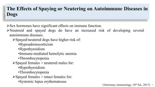 The Effects of Spaying or Neutering on Autoimmune Diseases in
Dogs
Sex hormones have significant effects on immune function.
Neutered and spayed dogs do have an increased risk of developing several
autoimmune diseases.
Spayed/neutered dogs have higher risk of:
•Hypoadrenocorticism
•Hypothyroidism
•Immune-mediated hemolytic anemia
•Thrombocytopenia
Spayed females > neutered males for:
•Hypothyroidism
•Thrombocytopenia
Spayed females > intact females for:
•Systemic lupus erythematosus
41
(Veterinary immunology, 10th Ed., 2017)
 