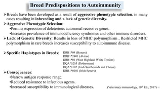 Breed Predispositions to Autoimmunity
Breeds have been developed as a result of aggressive phenotypic selection, in many
cases resulting in inbreeding and a lack of genetic diversity.
Aggressive Phenotypic Selection:
•Permits expression of deleterious autosomal recessive genes.
•Increases prevalence of immunodeficiency syndromes and other immune disorders.
Lack of Genetic Diversity: Results in loss of MHC polymorphism , Restricted MHC
polymorphism in rare breeds increases susceptibility to autoimmune disease.
Specific Haplotypes in Breeds:
Consequences:
•Narrow antigen response range.
•Reduced resistance to infectious agents.
•Increased susceptibility to immunological diseases. 42
DRB1*04 (Boxers)
DRB1*2401 (Akitas)
DRB1*01 (West Highland White Terriers)
DQA*0203 (Dobermans)
DQA*0102 (Irish Wolfhounds and Chows)
DRB1*0101 (Irish Setters)
(Veterinary immunology, 10th Ed., 2017)
 