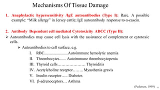 48
Mechanisms Of Tissue Damage
1. Anaphylactic hypersensitivity /IgE autoantibodies (Type I): Rare. A possible
example: “Milk allergy” in Jersey cattle; IgE autoantibody response to α-casein.
2. Antibody Dependent cell mediated Cytotoxicity ADCC (Type II):
 Autoantibodies may cause cell lysis with the assistance of complement or cytotoxic
cells.
 Autoantibodies to cell surface, e.g.
I. RBC........................Autoimmune hemolytic anemia
II. Thrombocytes....... Autoimmune thrombocytopenia
III. Thyroid cells………………… Thyroiditis
IV. Acetylcholine receptor…….. Myasthenia gravis
V. Insulin receptor….. Diabetes
VI. β-adrenoceptors… Asthma
(Pedersen, 1999)
 