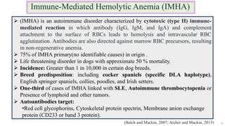 Immune-Mediated Hemolytic Anemia (IMHA)
55
 (IMHA) is an autoimmune disorder characterized by cytotoxic (type II) immune-
mediated reaction in which antibody (IgG, IgM, and IgA) and complement
attachment to the surface of RBCs leads to hemolysis and intravascular RBC
agglutination. Antibodies are also directed against marrow RBC precursors, resulting
in non-regenerative anemia.
 75% of IMHA primary(no identifiable causes) in origin .
 Life threatening disorder in dogs with approximate 50 % mortality.
 Incidence: Greater than 1 in 10,000 in certain dog breeds.
 Breed predisposition: including cocker spaniels (specific DLA haplotype),
English springer spaniels, collies, poodles, and Irish setters.
 One-third of cases of IMHA linked with SLE, Autoimmune thrombocytopenia or
Presence of lymphoid and other tumors.
 Autoantibodies target:
•Red cell glycophorins, Cytoskeletal protein spectrin, Membrane anion exchange
protein (CD233 or band 3 protein).
(Balch and Mackin, 2007; Archer and Mackin, 2013)
 
