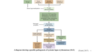 62
A diagram showing a possible pathogenesis of systemic lupus erythematosus (SLE) (Tizard, 2017)
 