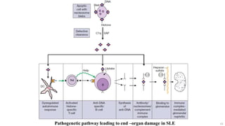 63
Pathogenetic pathway leading to end –organ damage in SLE
 