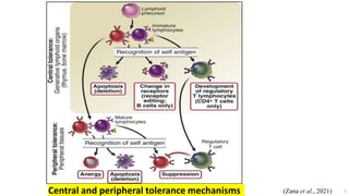 9
(Zana et al., 2021)
Central and peripheral tolerance mechanisms
 