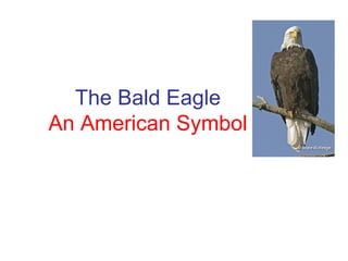 The Bald Eagle An American Symbol 