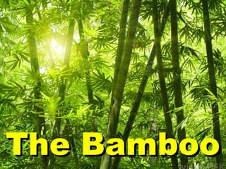 The BambooThe Bamboo
 