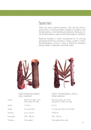17 
There are many common species that can be used in construction, including Bambus Bambusa bambos and Dendrocalamus strictus,Bambusa balcooa, Bambusa tulda, Dendrocalamus asper and Dendrocalamus hamiltonii. 
Bambusa bambos is easily recognized by its curving, spreading branches covered in spines, usually in threes. Dendrodcalamus strictus is also a distinctive bamboo, being smaller in diameter and often solid. 
F 
ig.23. Bambusa bambos Fig.24. Dendrocalamus strictus 
(spin 
y bamboo) (male bamboo) 
Colour Bright shiny green when Pale blue-green when fresh, 
fresh, yellow with age dull green to yellow with age 
Height 15-30 m 8-16 m 
Shape Curveing culms Curving culms above mid-height 
Diameter up to 150 mm 25-80 mm 
Internodes 200 - 400 mm 300 - 450 mm 
Thickness Thick-walled Thick-walled, often solid 
Species  