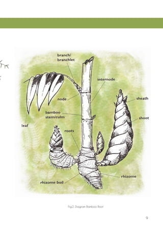 Fig.2. Diagram Bamboo Root 
9  