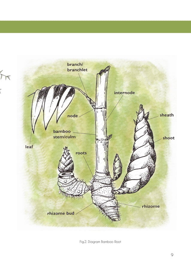 The bamboo book final 12 5-13 | PDF | Woodworking | Arts and Crafts