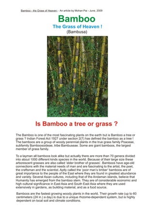The Bamboo Plant