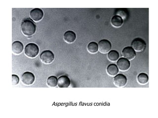 Aspergillus flavus  conidia 