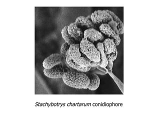 Stachybotrys chartarum  conidiophore 