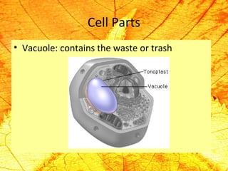 Cell Parts 
• Vacuole: contains the waste or trash 
 