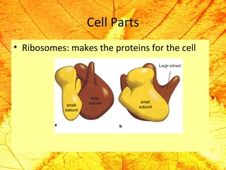Cell Parts 
• Ribosomes: makes the proteins for the cell 
 