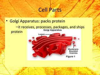 Cell Parts 
• Golgi Apparatus: packs protein 
–it receives, processes, packages, and ships 
protein 
 
