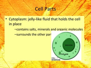Cell Parts 
• Cytoplasm: jelly-like fluid that holds the cell 
in place 
–contains salts, minerals and organic molecules 
–surrounds the other parts 
 