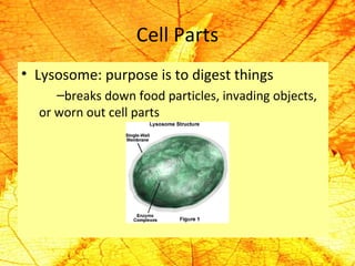 Cell Parts 
• Lysosome: purpose is to digest things 
–breaks down food particles, invading objects, 
or worn out cell parts 
 