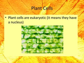 Plant Cells 
• Plant cells are eukaryotic (it means they have 
a nucleus) 
 