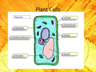 Plant Cells 
Ribosomes 
 
