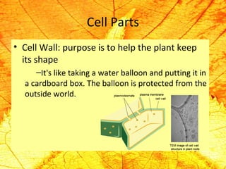 Cell Parts 
• Cell Wall: purpose is to help the plant keep 
its shape 
–It's like taking a water balloon and putting it in 
a cardboard box. The balloon is protected from the 
outside world. 
 