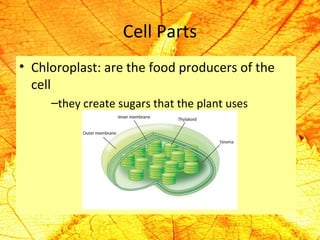 Cell Parts 
• Chloroplast: are the food producers of the 
cell 
–they create sugars that the plant uses 
 