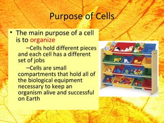 Purpose of Cells 
• The main purpose of a cell 
is to organize 
–Cells hold different pieces 
and each cell has a different 
set of jobs 
–Cells are small 
compartments that hold all of 
the biological equipment 
necessary to keep an 
organism alive and successful 
on Earth 
 