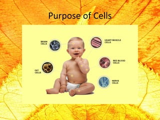 Purpose of Cells 
 