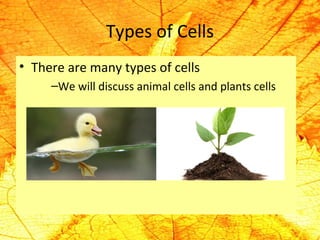 Types of Cells 
• There are many types of cells 
–We will discuss animal cells and plants cells 
 