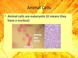 Animal Cells 
• Animal cells are eukaryotic (it means they 
have a nucleus) 
 