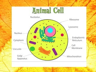 Vacuole 
 