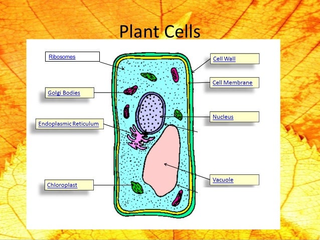 The basic structure and function of cells