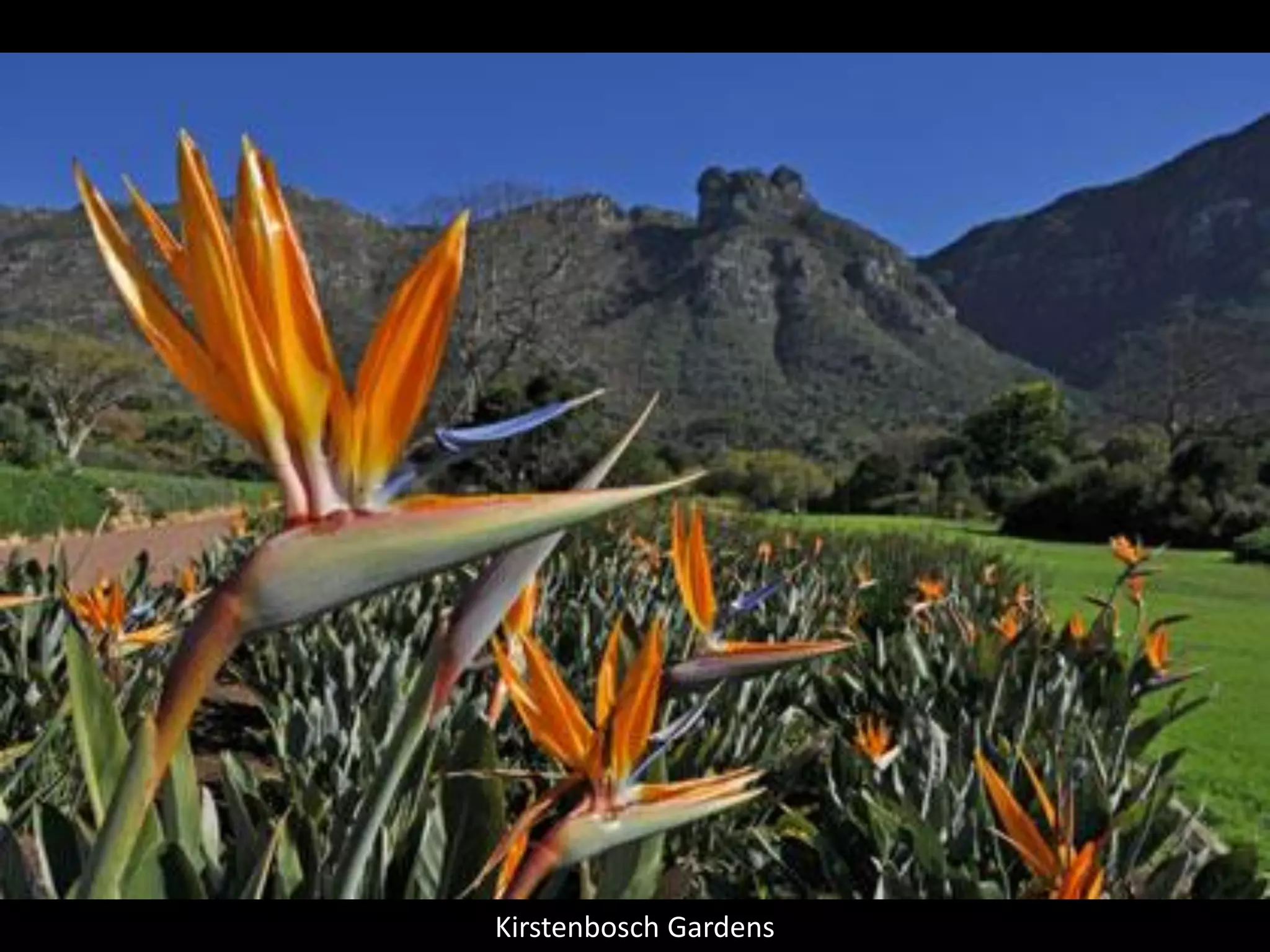 Kirstenbosch Gardens
 