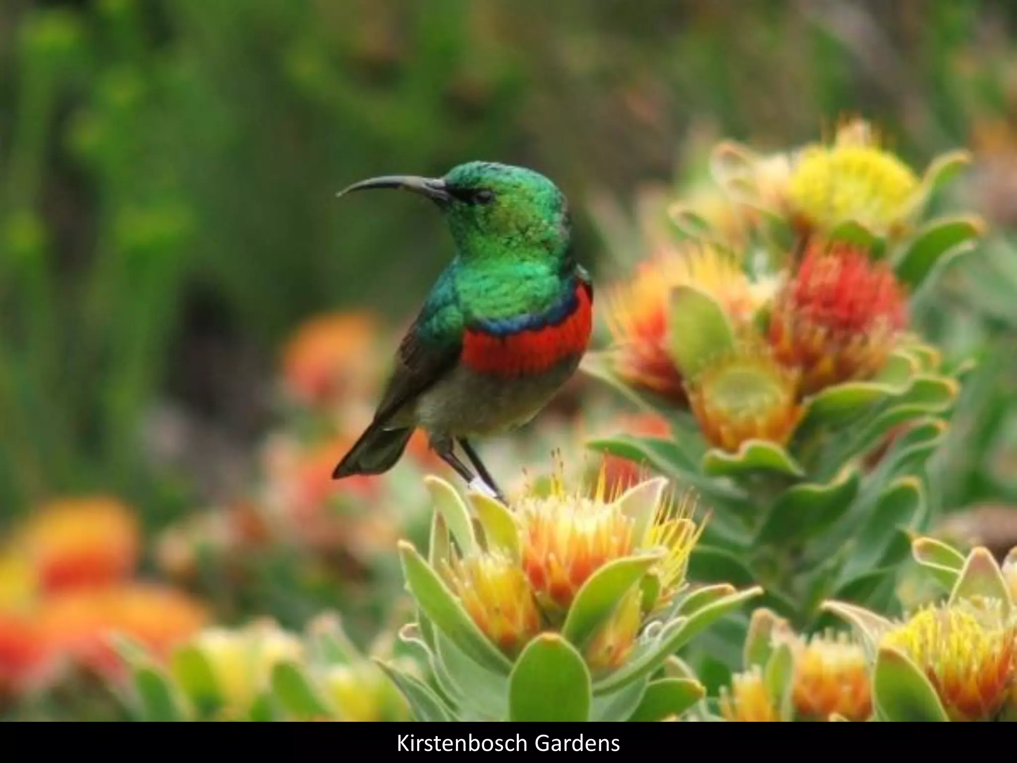 Kirstenbosch Gardens
 