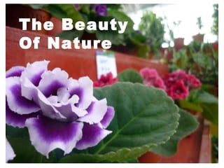 The Beauty Of Nature 