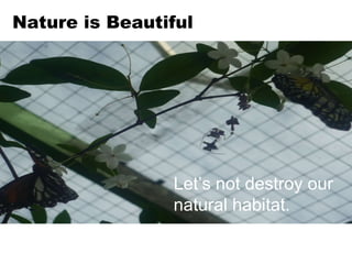 Nature is Beautiful Let’s not destroy our natural habitat. 