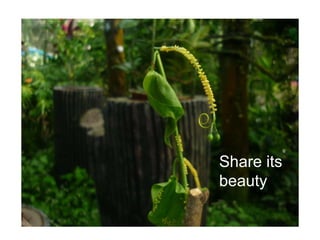 Share its beauty 