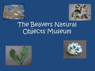 The Beavers Natural Objects Museum 