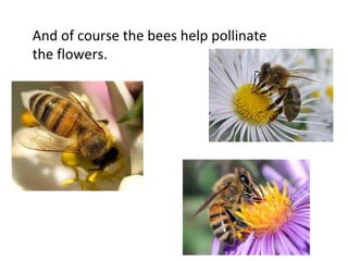 And of course the bees help pollinate
the flowers.
 