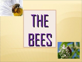 THE
BEES
 