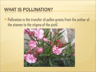    Pollination is the transfer of pollen grains from the anther of
    the stamen to the stigma of the pistil.
 