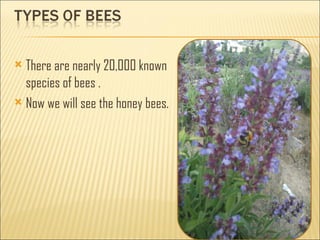  There are nearly 20,000 known
  species of bees .
 Now we will see the honey bees.
 