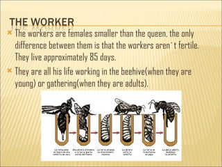  The workers are females smaller than the queen, the only
  difference between them is that the workers aren´t fertile.
  They live approximately 85 days.
 They are all his life working in the beehive(when they are
  young) or gathering(when they are adults).
 
