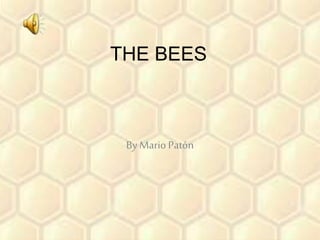 THE BEES
By Mario Patón
 