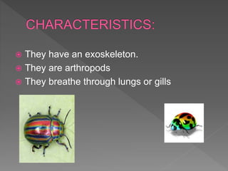  They have an exoskeleton.
 They are arthropods
 They breathe through lungs or gills
 